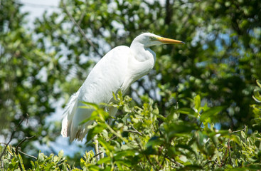 white heron sits on a tree (close-up)