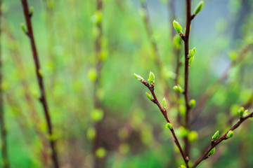 New leaves of hydrangea in the garden. Shallow depth of field.
