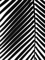 abstract black coconut leaf isolated on white background, silhouette style