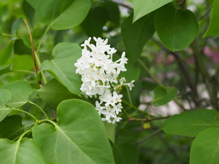 white lilac branch on the green leaf background