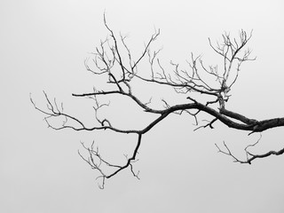 black and white dry branch of tree with gray sky background