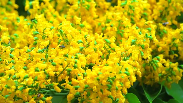 bee and burma padauk bouquet yellow flowers blooming in the garden