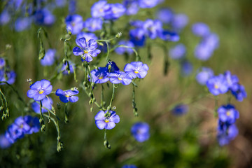 Blue flowers and buds of Linum perenne or lint on green nature background