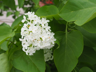 white lilac branch on the green leaf background