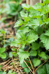 Stinging nettle plant in the forest. Selective focus.