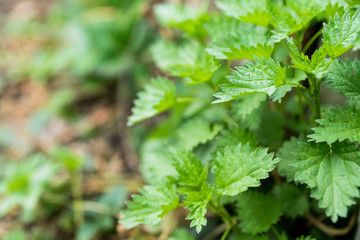Stinging nettle plant in the forest. Selective focus.