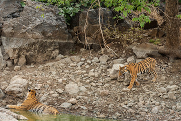 Naklejka na ściany i meble angry tiger cub coming to his mother for cooling off in natural water body in hot afternoon summer at ranthambore national park, rajasthan, india