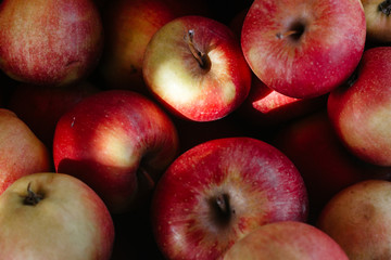 red ripe apples close up