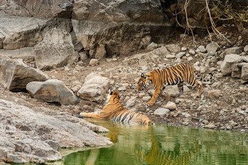 Naklejka na ściany i meble angry tiger cub coming to his mother for cooling off in natural water body in hot afternoon summer at ranthambore national park, rajasthan, india