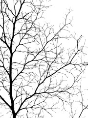 dry branch of tree silhouette isolated on white background