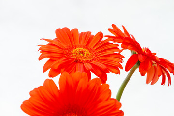 Bouquet of orange gerbera in natural light