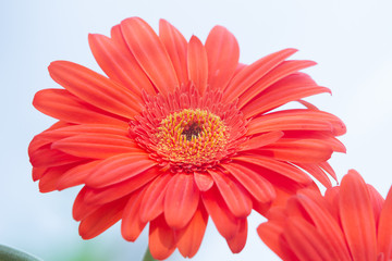 Bouquet of orange gerbera in natural light