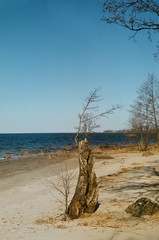 dead tree on the beach