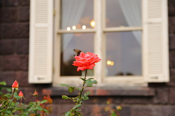窓際のバラと蝶