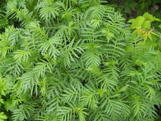 Rare plant Large-Leafed Tansy flowering plants in the aster family , Asteraceae Tanacetum macrophyllum