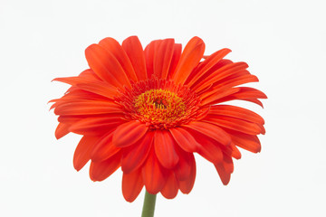 Bouquet of orange gerbera in natural light