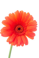 Bouquet of orange gerbera in natural light