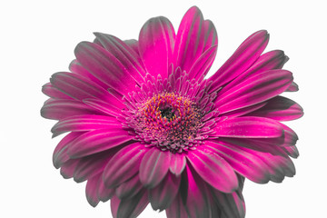 Bouquet of orange gerbera in natural light