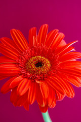 Bouquet of orange gerbera in natural light