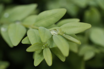 close up of a plant