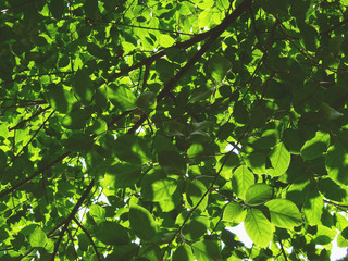 green leaf of tree at spring