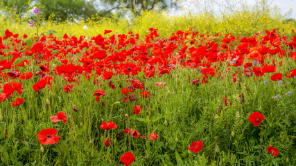 A la campagne par une belle journée d'été