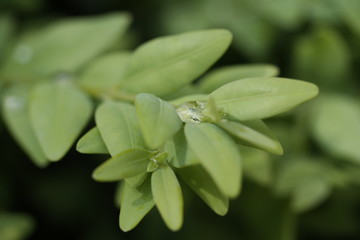 close up of a plant