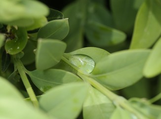 close up of a plant