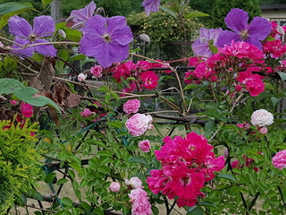 Kwiaty na ogródku działkowym