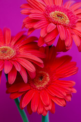 Bouquet of orange gerbera in natural light