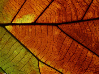 colorful autumn teak leaf texture