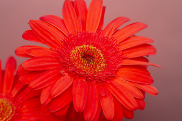 Bouquet of orange gerbera in natural light