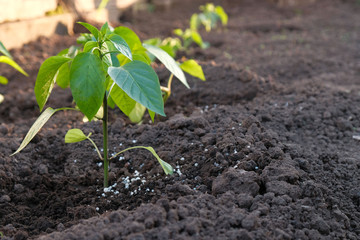 Pepper plant and chemical fertilizer close-up, farm