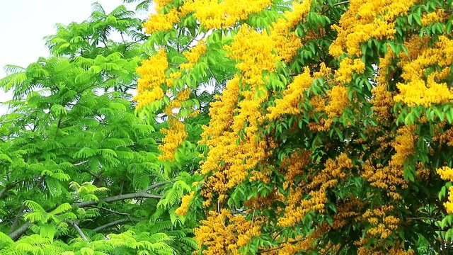 Burma padauk yellow flowers blooming and swing by wind
