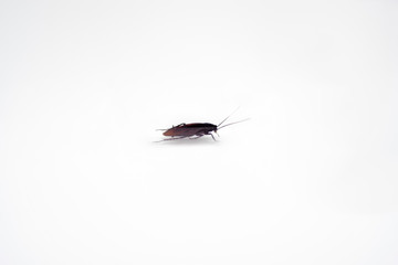 cockroach