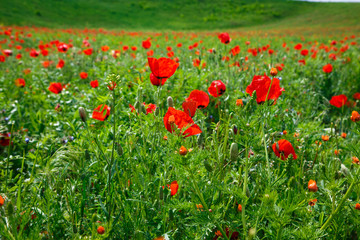 Red poppies. Wild flowers on a background of green grass. Summer natural background.