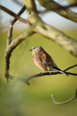 (Linaria cannabina) bird in freedom, in natural and wild environment