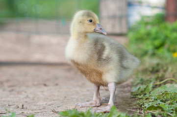 Cute gosling of a greylag goose (anser anser) posing in the grass, blurred background