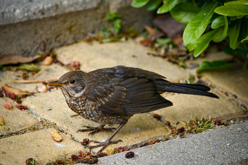 (Turdus merula) blackbird in freedom, in natural and wild environment