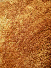 brown wood skin of tree texture