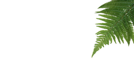 Natural fresh fern leaves look like christmas tree on white background with copy space for your own text like a christmascard (New Zealand symbol)