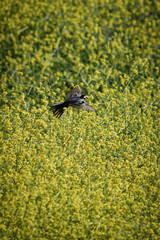 (Motacilla alba) white wagtail  in freedom, in natural and wild environment