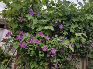 Kwiaty na ogródku działkowym