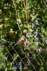 (Passer domesticus) sparrow in freedom, in natural and wild environment