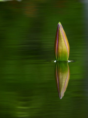 Lotus bud on water with reflection in the pond
