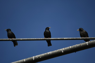 (Sturnus vulgaris) starling in freedom, in natural and wild environment