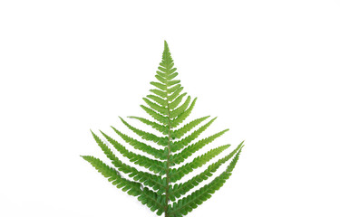 Natural fresh fern leaves look like christmas tree on white background with copy space for your own text like a christmascard (New Zealand symbol) 