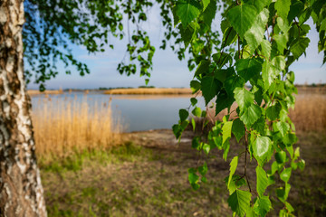 White birch with young bright green leaves on thick branches stands on the shore of a large calm clean lake with thickets of high dry reeds. Early spring warm sunny day. Great place for fishing rod.
