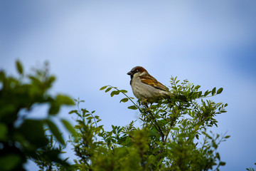 (Passer domesticus) sparrow in freedom, in natural and wild environment