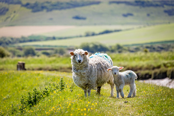 A ewe and her lamb in the South Downs in Sussex, on a sunny spring day © lemanieh